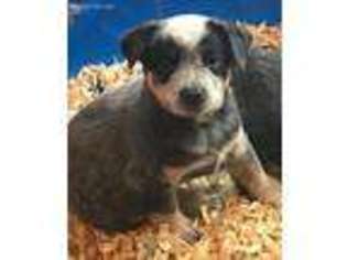 Australian Cattle Dog Puppy for sale in Kent, OH, USA