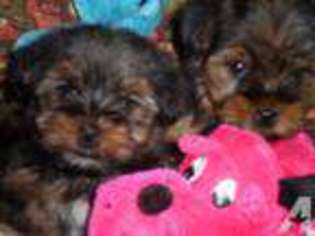 Mutt Puppy for sale in MC GRADY, NC, USA