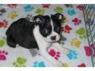 Boston Terrier Puppy for sale in Tucson, AZ, USA