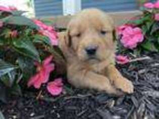 Golden Retriever Puppy for sale in Covington, OH, USA