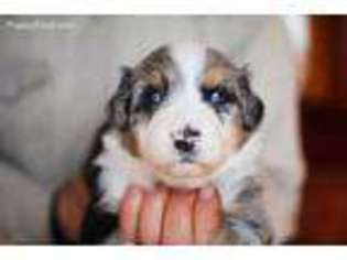 Australian Shepherd Puppy for sale in Paoli, IN, USA