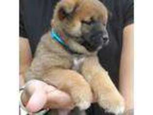 Shiba Inu Puppy for sale in Mesa, AZ, USA