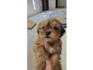 Shorkie Tzu Puppy for sale in Klamath Falls, OR, USA
