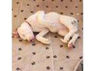 Great Dane Puppy for sale in Wellsboro, PA, USA