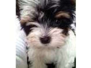 Yorkshire Terrier Puppy for sale in HOWELL, MI, USA