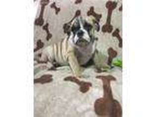 Bulldog Puppy for sale in Boston, MA, USA