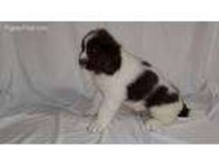 Newfoundland Puppy for sale in Mayer, MN, USA