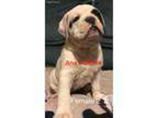 Olde English Bulldogge Puppy for sale in Sun, LA, USA