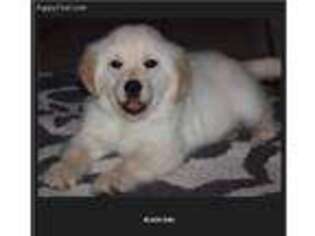 Golden Retriever Puppy for sale in Bromide, OK, USA