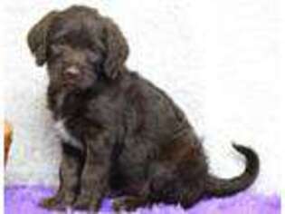 Labradoodle Puppy for sale in Finley, OK, USA