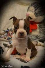 Boston Terrier Puppy for sale in Odenville, AL, USA