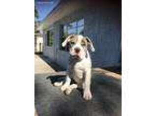 Alapaha Blue Blood Bulldog Puppy for sale in Hudson, FL, USA