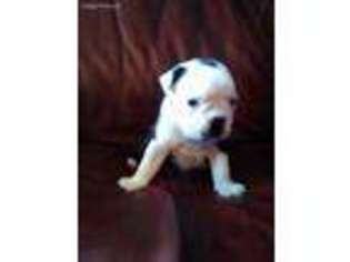 Boston Terrier Puppy for sale in Branson, MO, USA