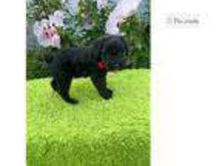 Schnoodle (Standard) Puppy for sale in Chattanooga, TN, USA