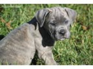 Cane Corso Puppy for sale in Greenfield, MO, USA