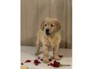 Golden Retriever Puppy for sale in Russellville, KY, USA