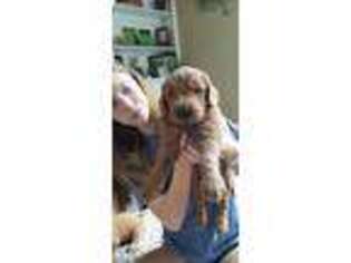 Goldendoodle Puppy for sale in Dexter, GA, USA