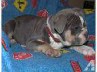 Olde English Bulldogge Puppy for sale in CALDWELL, ID, USA