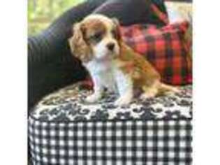 Cavalier King Charles Spaniel Puppy for sale in Greenville, SC, USA