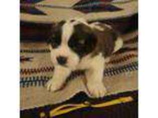 Saint Bernard Puppy for sale in Bartlesville, OK, USA