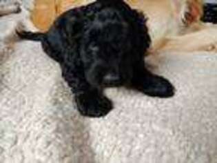 Goldendoodle Puppy for sale in Winfield, MO, USA