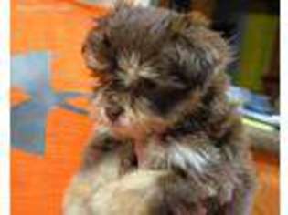 Havanese Puppy for sale in Tyndall, SD, USA