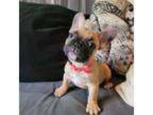 French Bulldog Puppy for sale in Lubbock, TX, USA