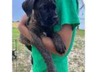 Cane Corso Puppy for sale in Fayetteville, NC, USA