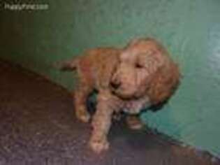Goldendoodle Puppy for sale in Edgar, WI, USA