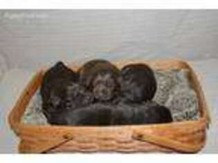 Labrador Retriever Puppy for sale in Hardy, VA, USA