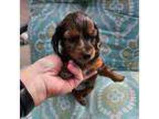Dachshund Puppy for sale in Lamar, CO, USA