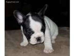 French Bulldog Puppy for sale in Birdsboro, PA, USA