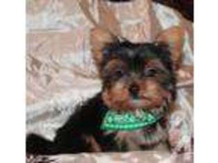 Yorkshire Terrier Puppy for sale in CHILLICOTHE, OH, USA