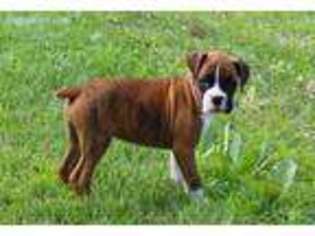 Boxer Puppy for sale in Womelsdorf, PA, USA