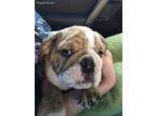 Bulldog Puppy for sale in Norman, OK, USA