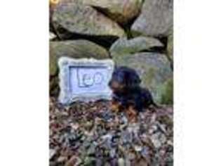 Dachshund Puppy for sale in Canandaigua, NY, USA