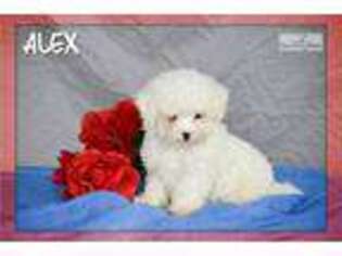 Maltese Puppy for sale in Canton, OH, USA