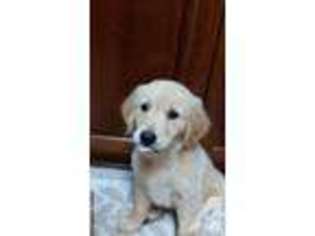 Labrador Retriever Puppy for sale in JESUP, GA, USA