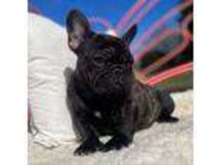 French Bulldog Puppy for sale in Star, NC, USA