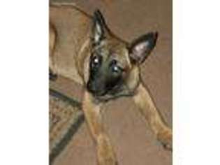 Belgian Malinois Puppy for sale in Tacoma, WA, USA