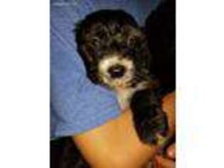 Mutt Puppy for sale in Danville, KY, USA