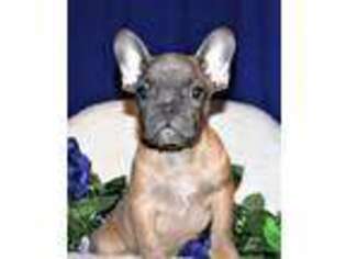 French Bulldog Puppy for sale in Moffat, CO, USA