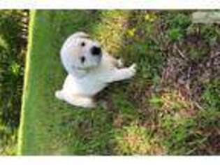 Labrador Retriever Puppy for sale in Jackson, TN, USA