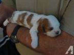 Cavalier King Charles Spaniel Puppy for sale in EAGLE POINT, OR, USA