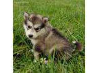 Alaskan Malamute Puppy for sale in Bushnell, IL, USA