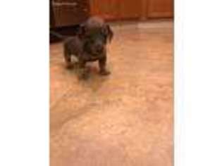 Dachshund Puppy for sale in Waldorf, MD, USA