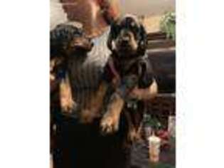 Doberman Pinscher Puppy for sale in San Antonio, TX, USA