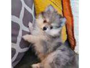 Pomeranian Puppy for sale in Saint Clairsville, OH, USA