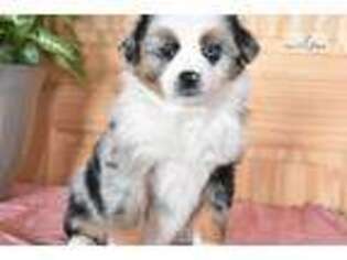 Australian Shepherd Puppy for sale in Harrisburg, PA, USA
