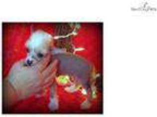 Chinese Crested Puppy for sale in Texarkana, AR, USA